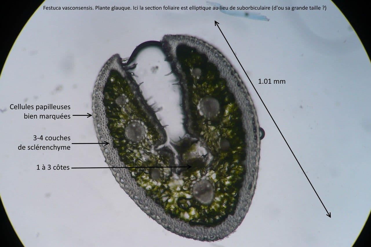 Festuca 3