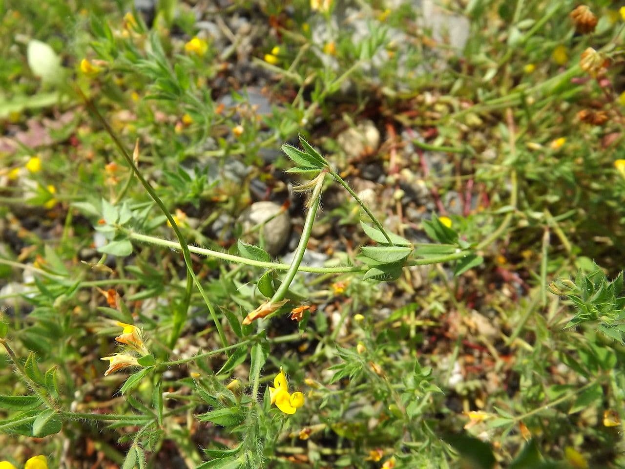 Schmalblättriger Bocksbart 24