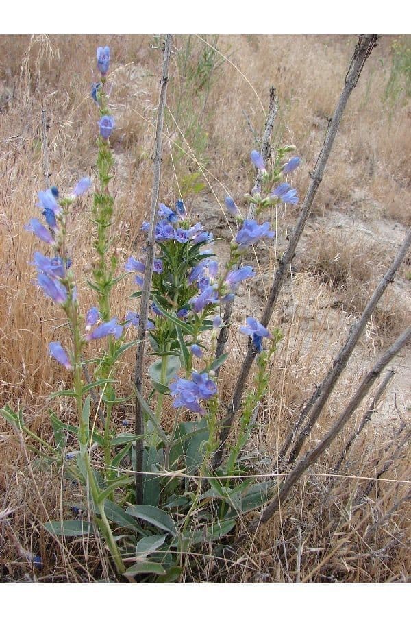 Penstemon 4