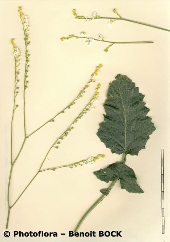 Morienka 8