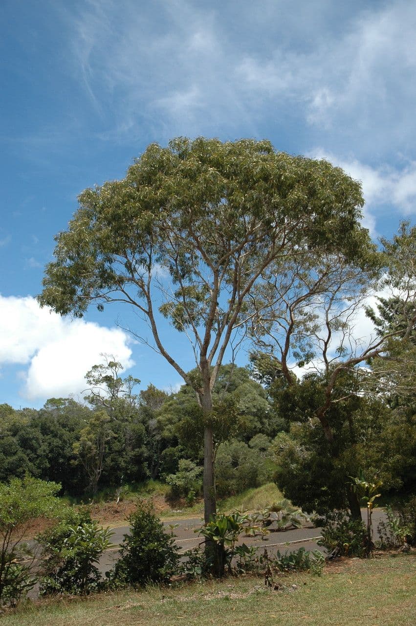 Acacia Koaoha 7