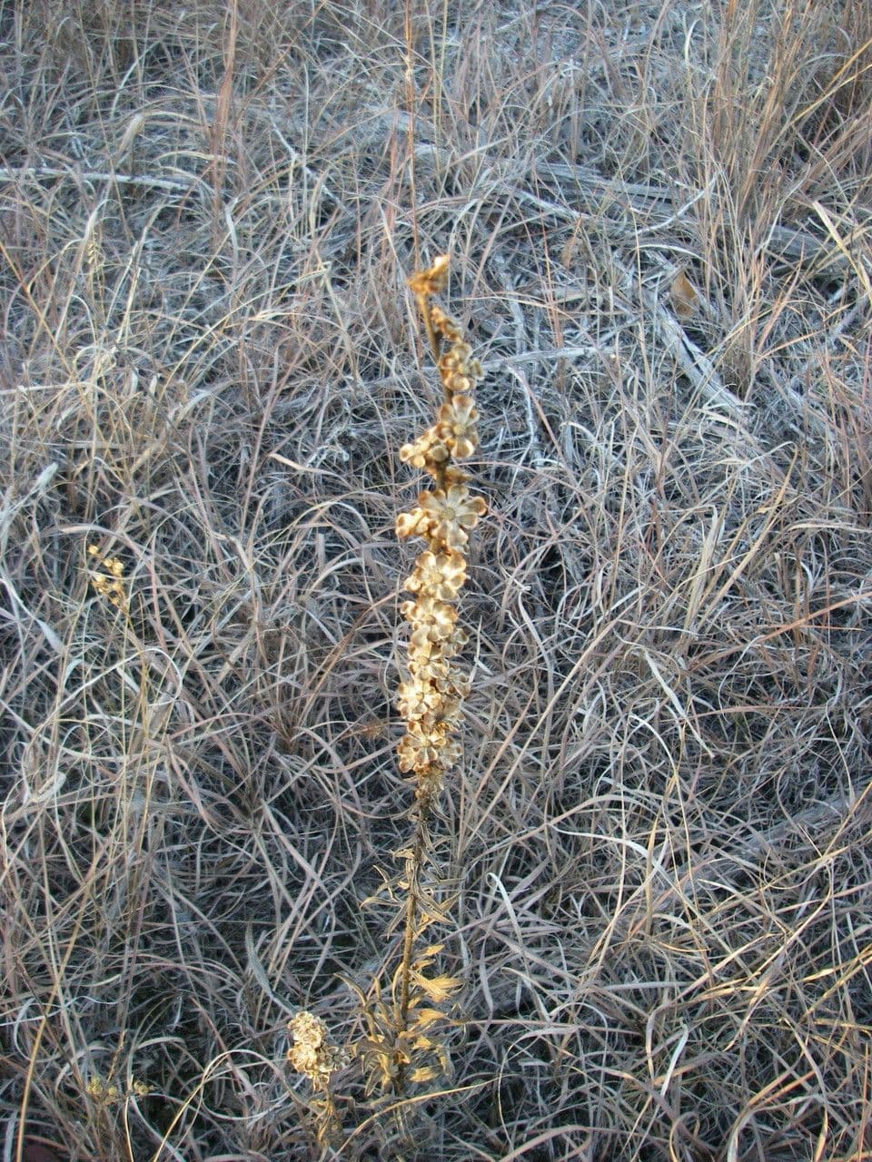 Liatris aspra 8