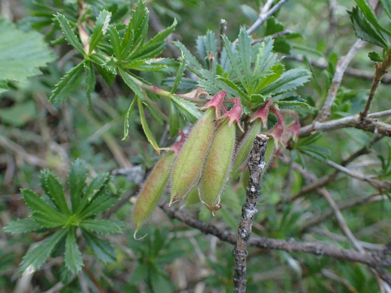 Ononide arbustivo