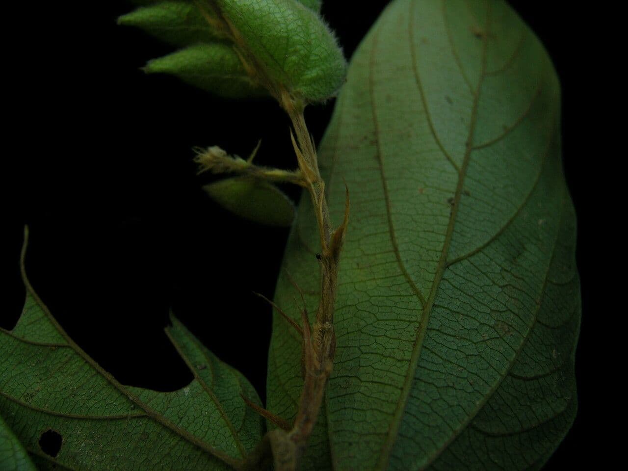 Flemingia strobilifera 12