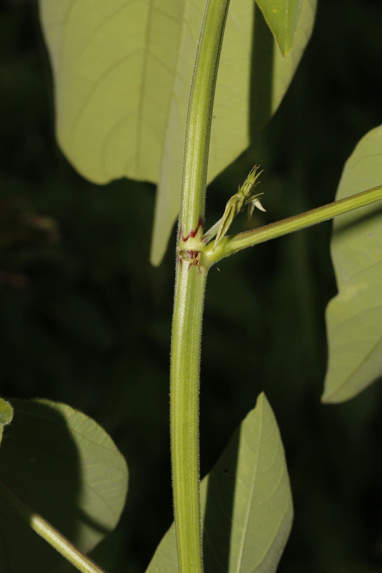 Desmodium distortum 5