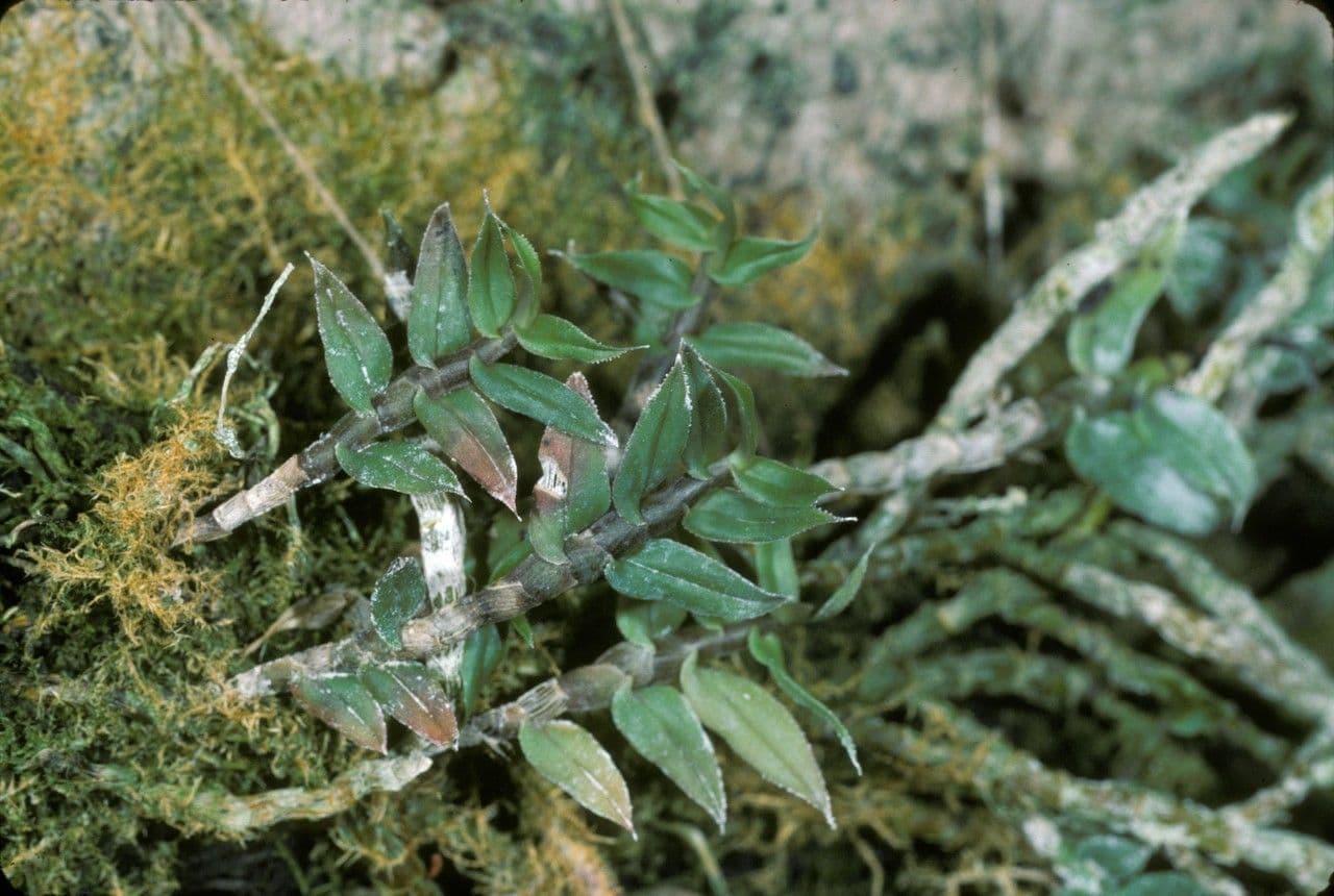 Dendrobium