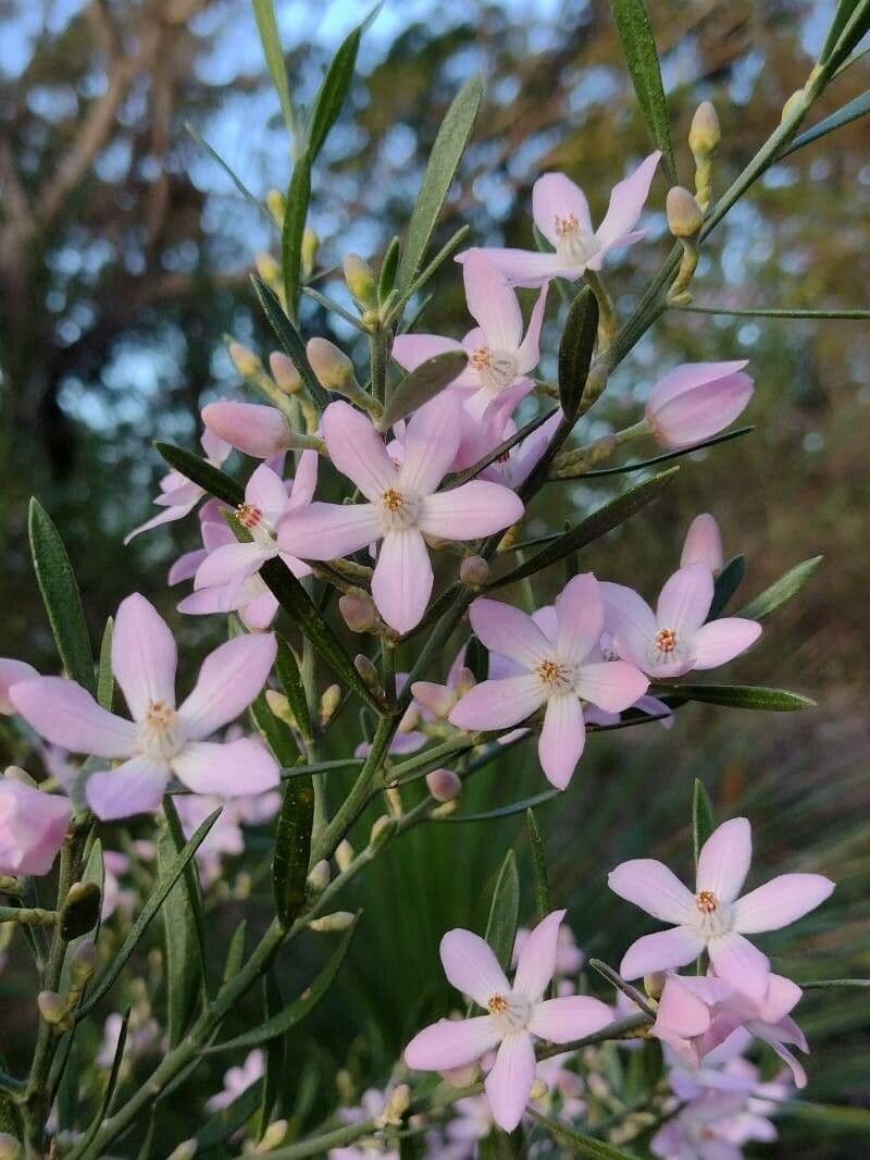 Eriostemon australasius 4