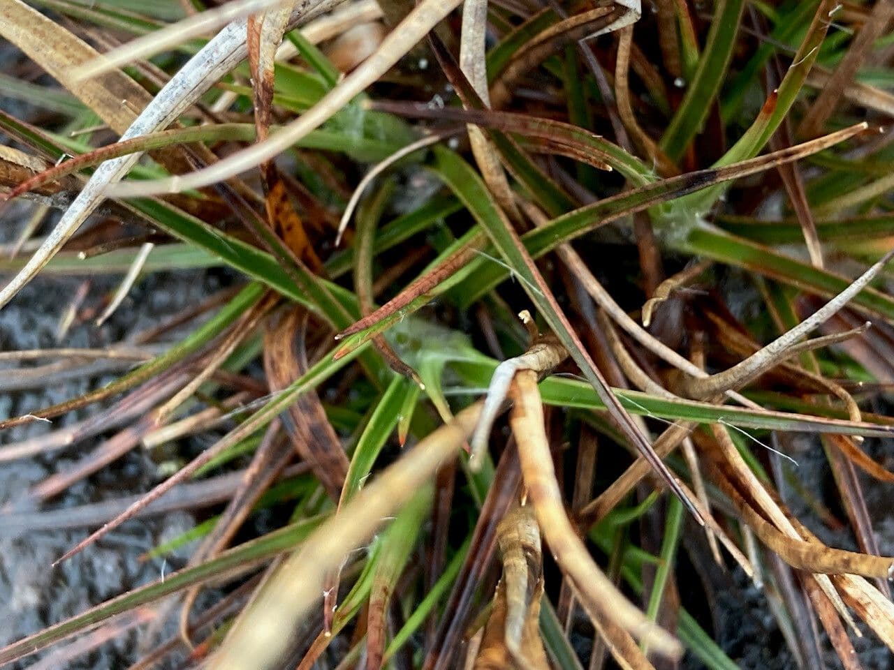 Luzula racemosa 11
