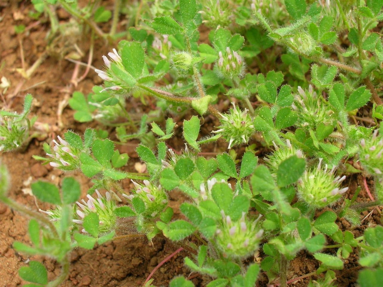 Trifoglio agglomerato 12