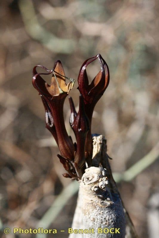 Ceropegia 5