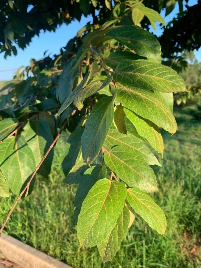 Commersonia bartramia 18