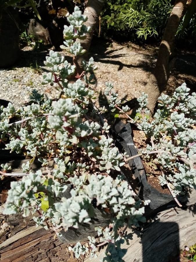 Dissocarpus paradoxus 3