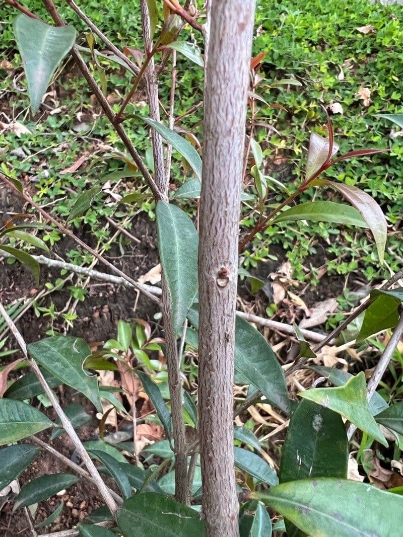 Syzygium paniculatum 21