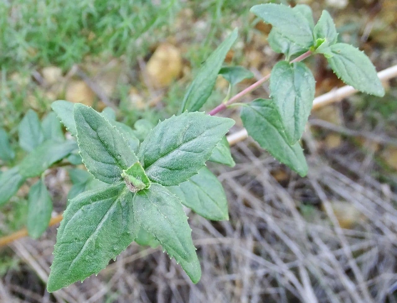Keckiella cordifolia 13