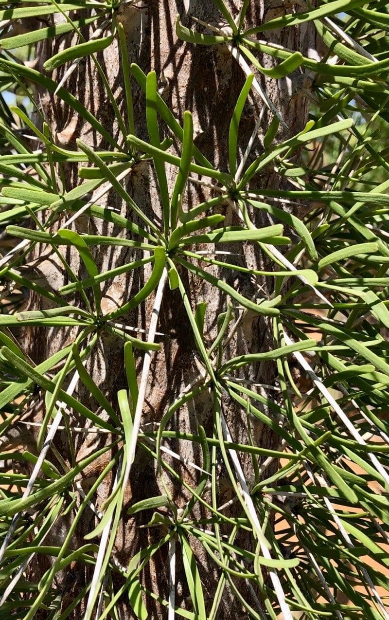 Albero polpo 4
