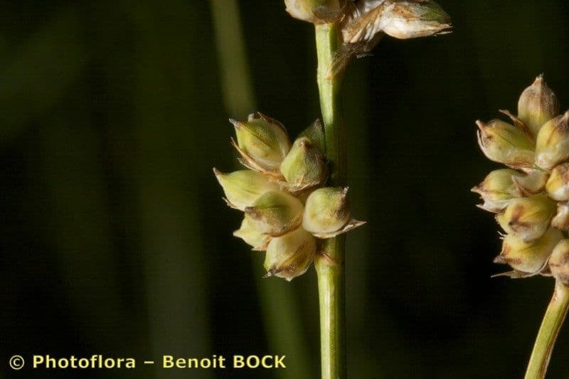 Sedge 5