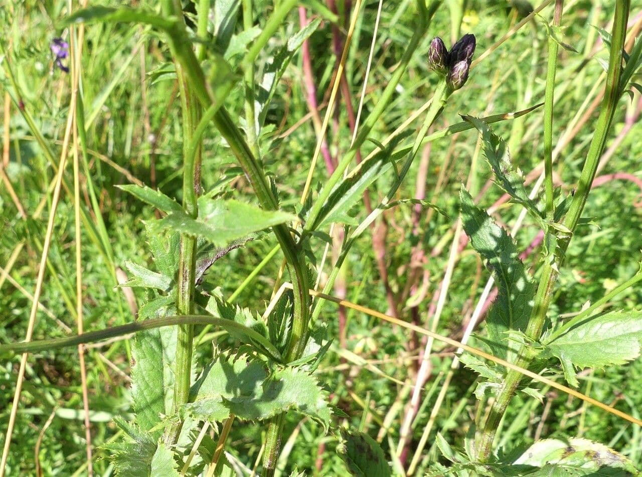Serratula comune 25