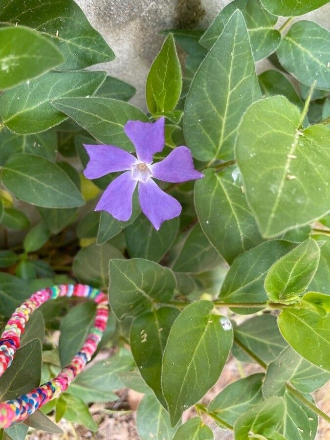 Pervinca maggiore 28