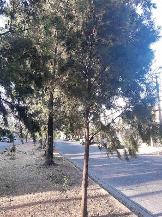 Casuarina equisetifolia 23