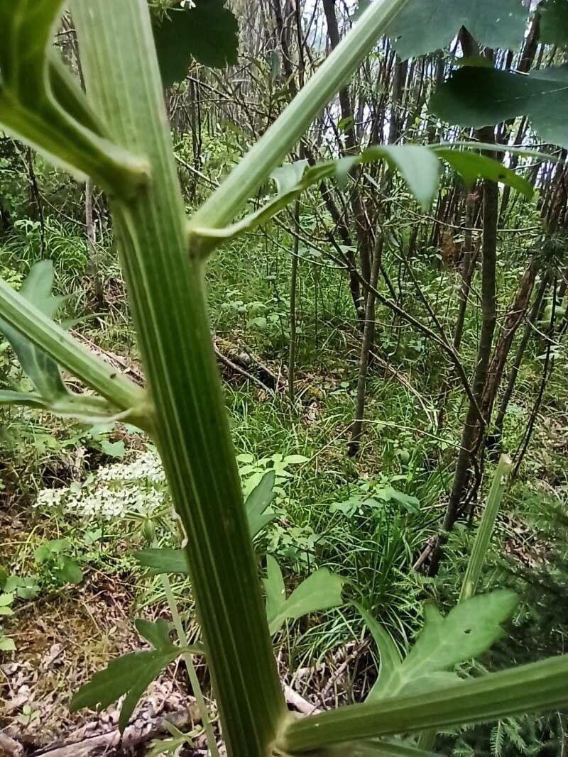 Pleurospermum austriaco 21