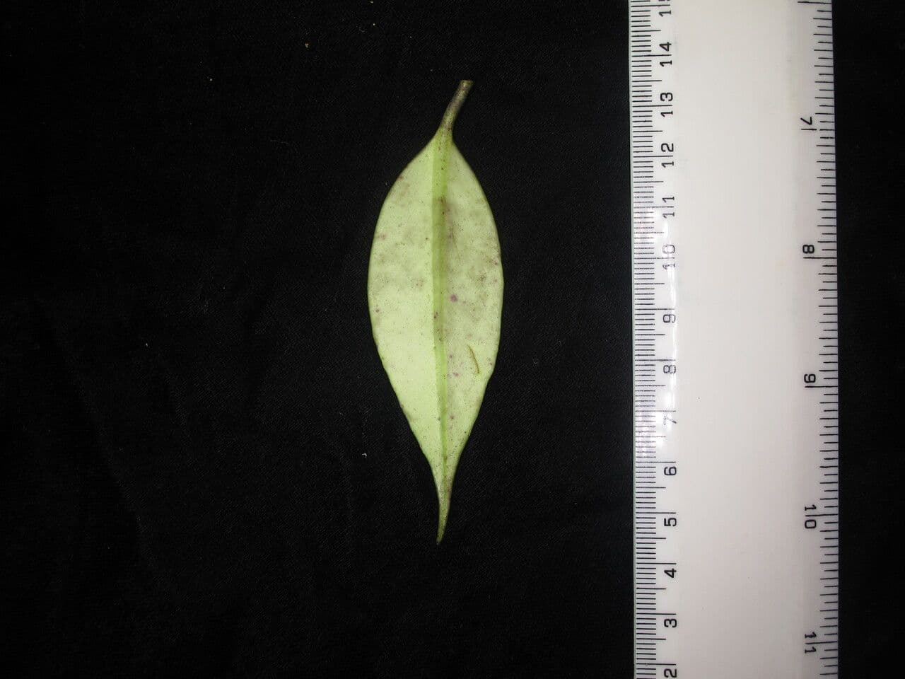 Aeschynanthus 14