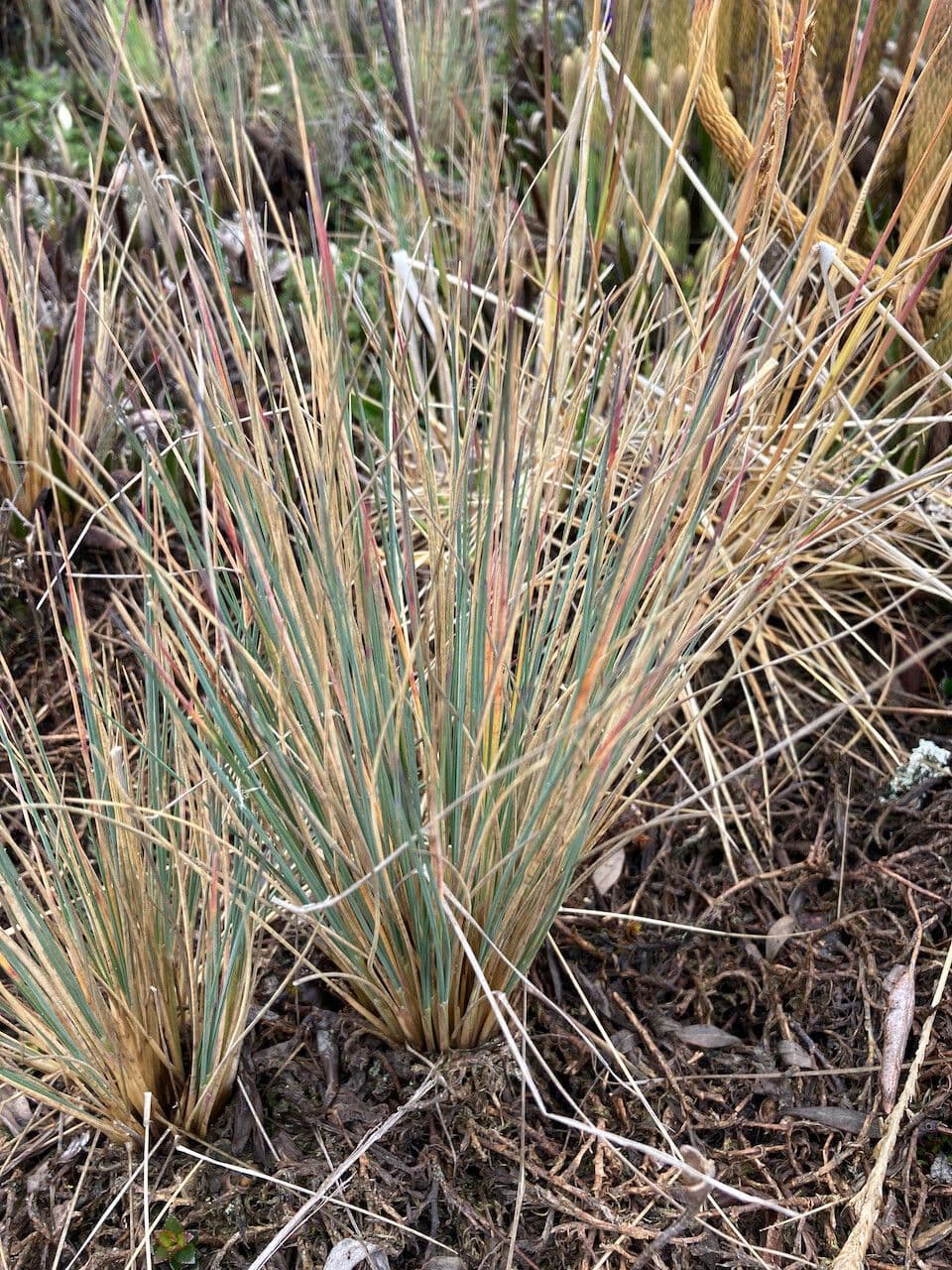 Festuca 8