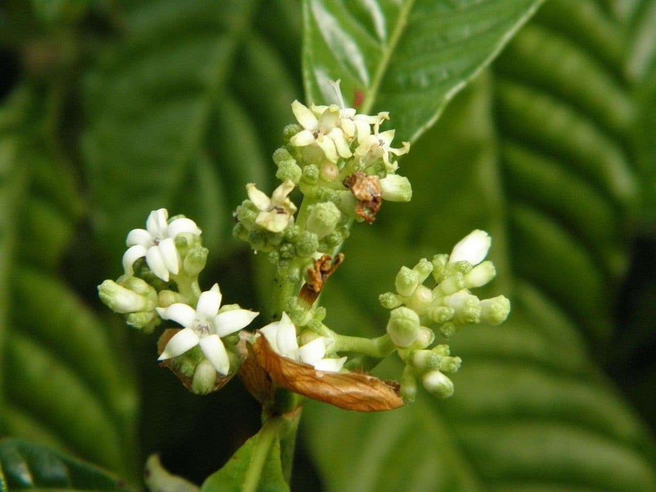 Psychotria nervosa 10