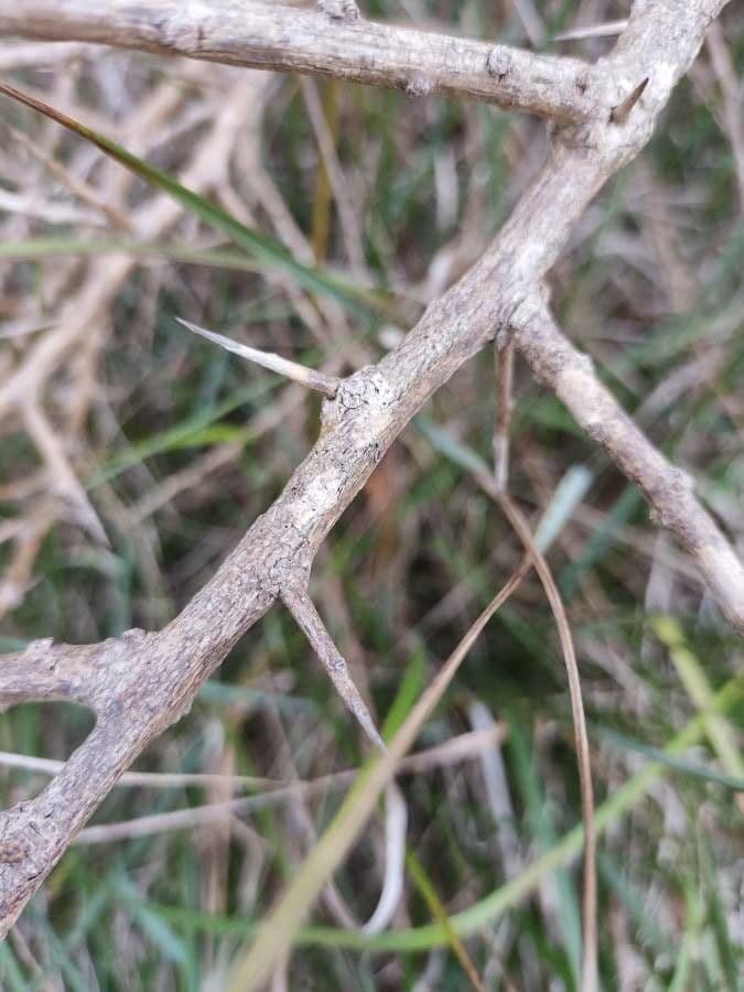 Licium europeo 25