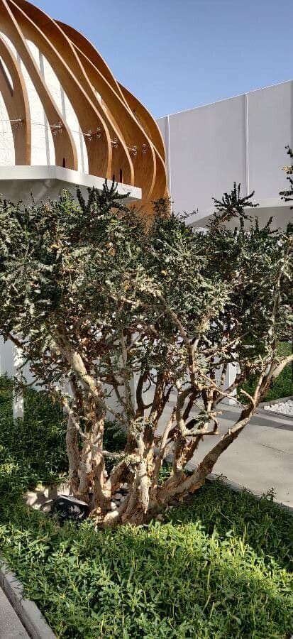 Echter Weihrauchbaum 5