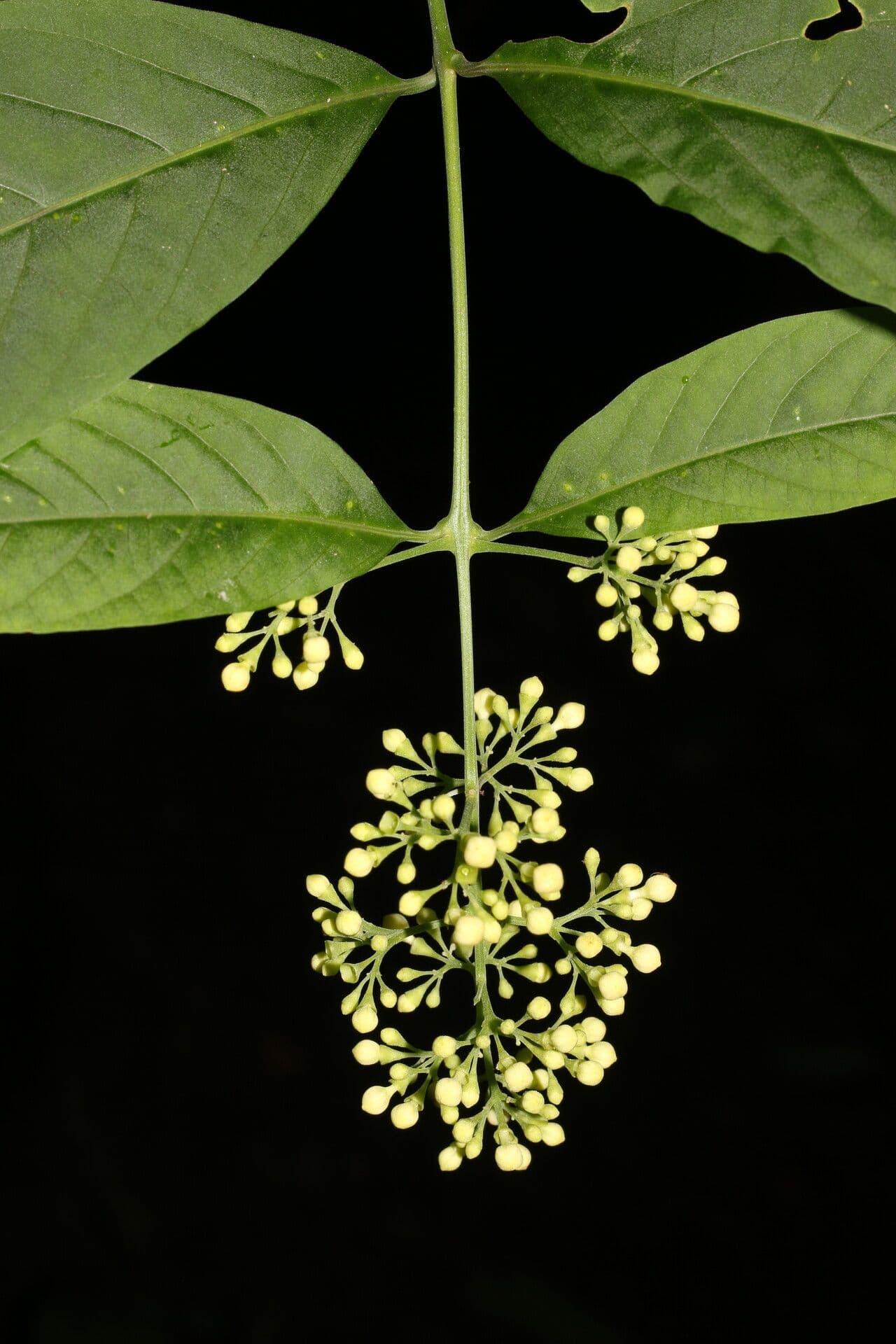 Aegiphila panamense 10