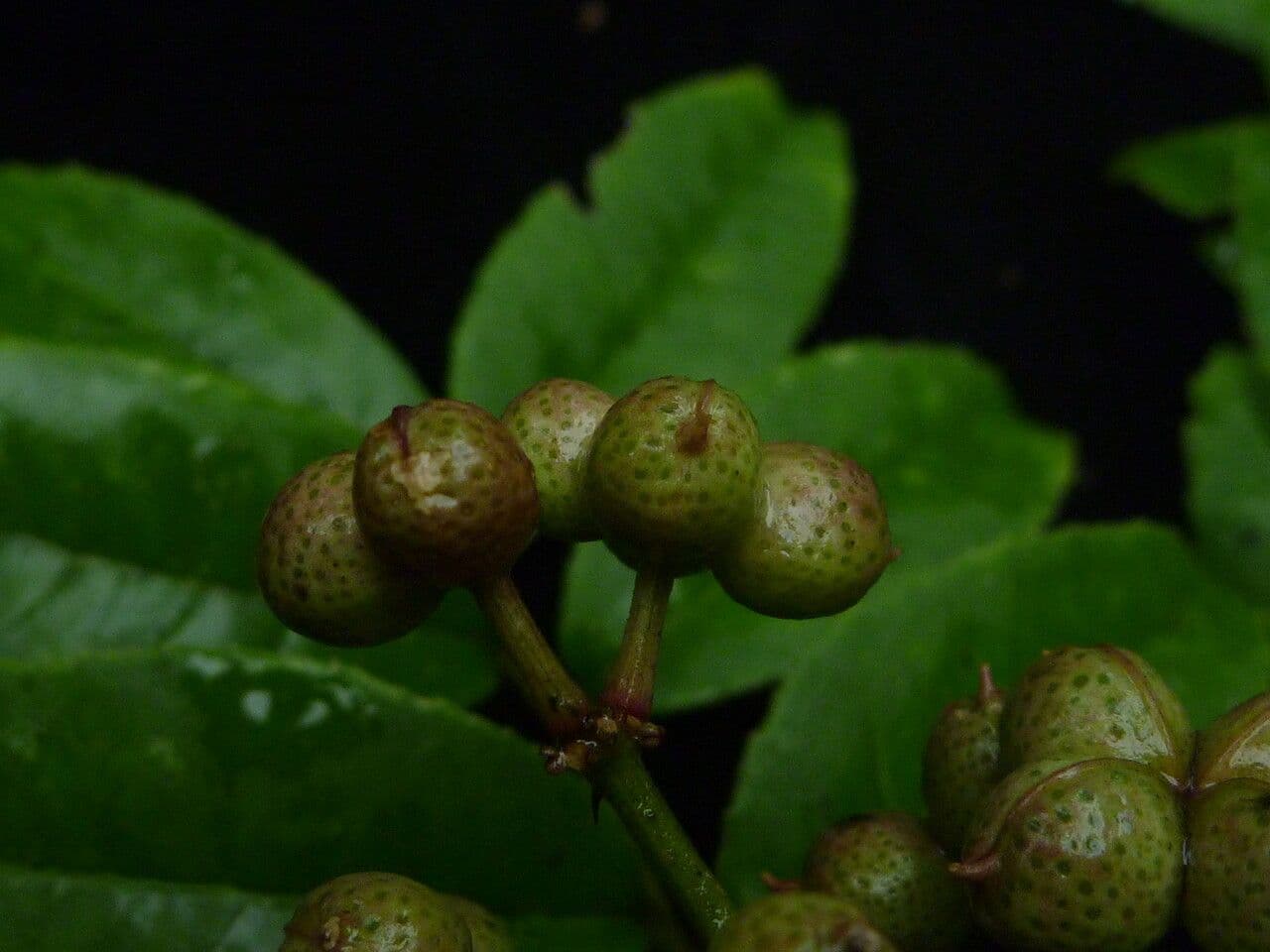 Zanthoxylum