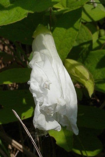Calystegia spithamaea 2