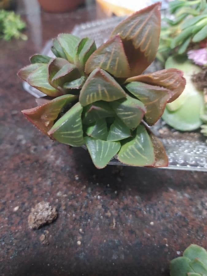 Haworthia 6