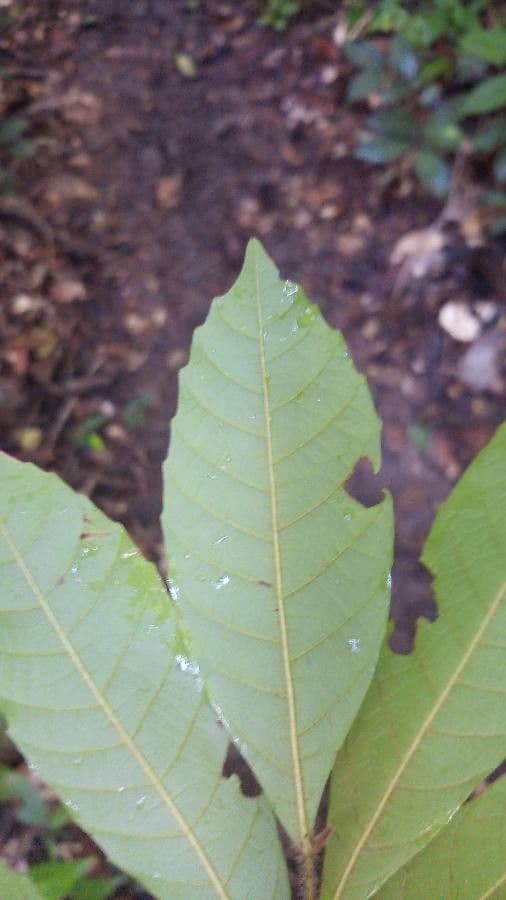 Cupania