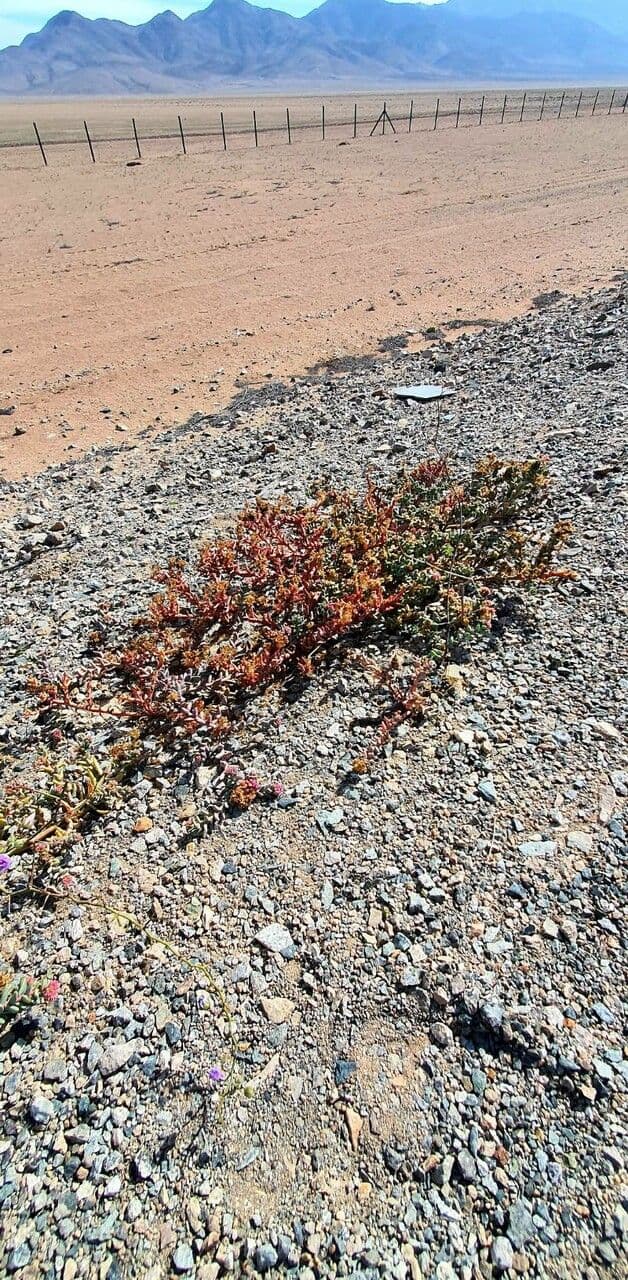 Stonecrop