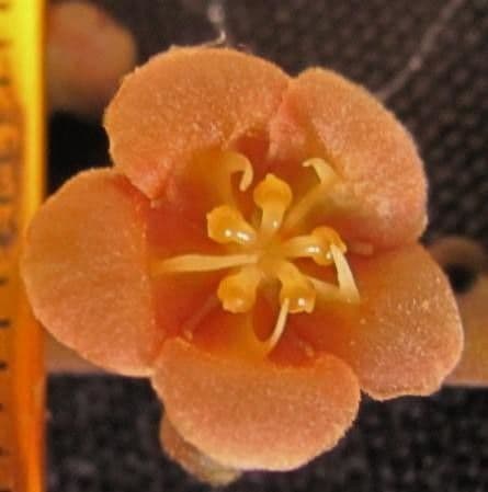 Fevillea cordifolia 6