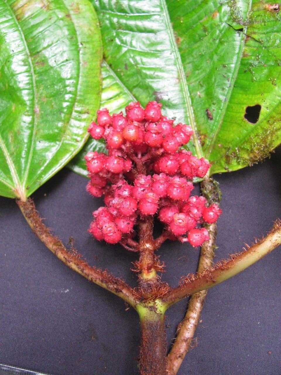 Miconia 2