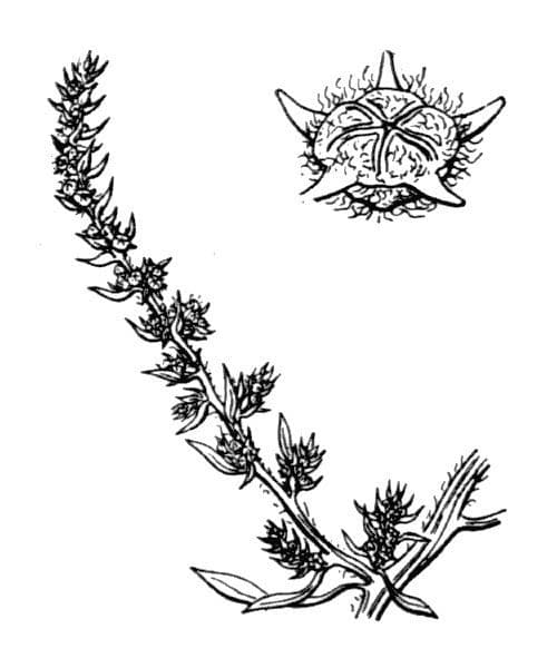 Belad-Salzmelde 15
