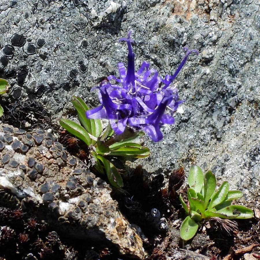 Phyteuma globulariifolium 5