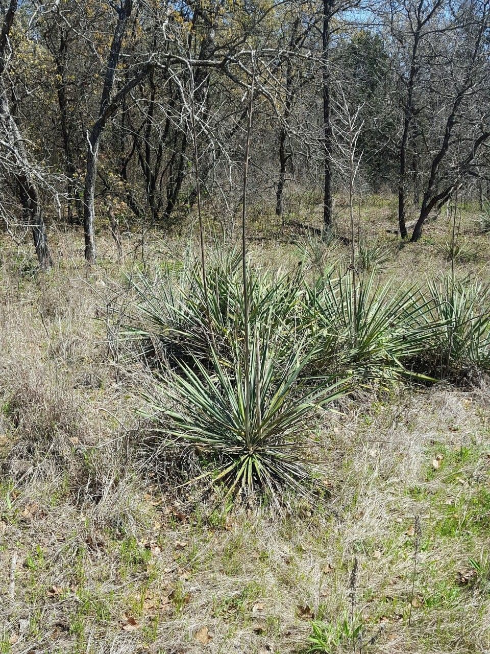 Brazos-Fluss-Yucca 10