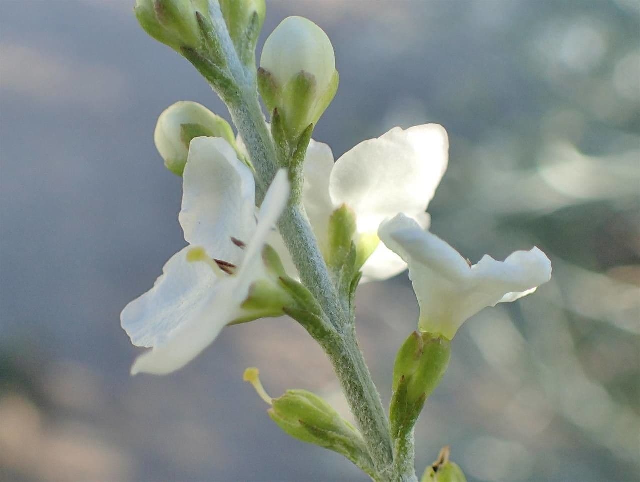 Gomphostigma virgatum 5