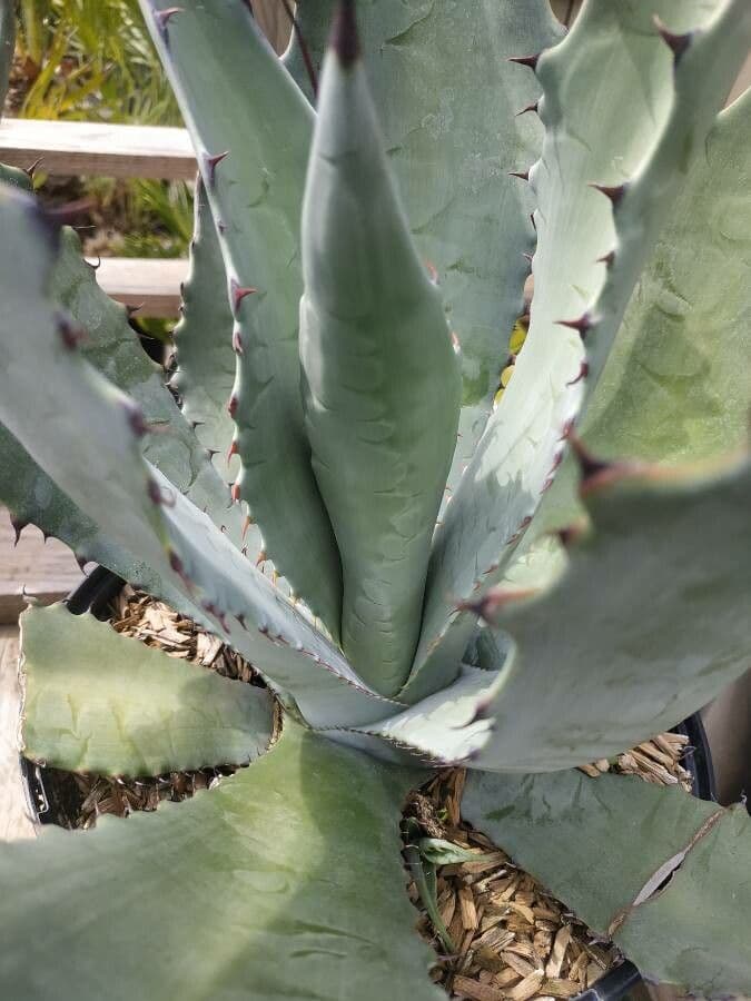 Agave 4