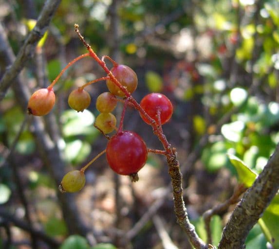 Ribes