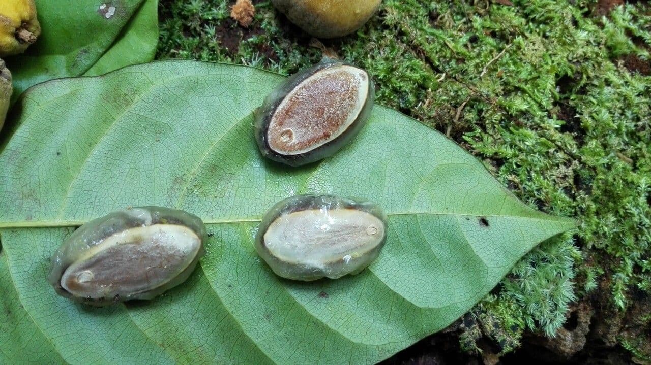 Pouteria durlandii 15
