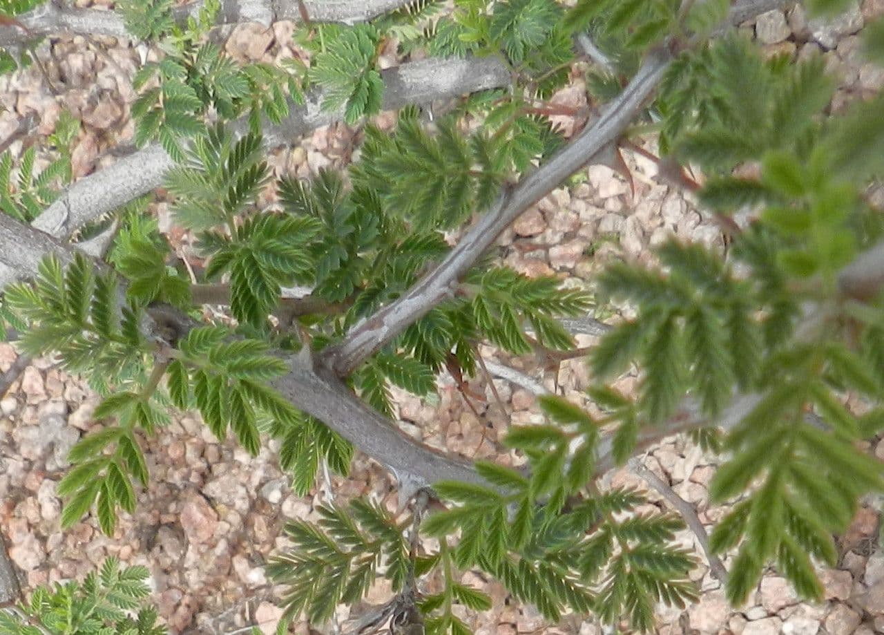 Mimosa spinosa 9