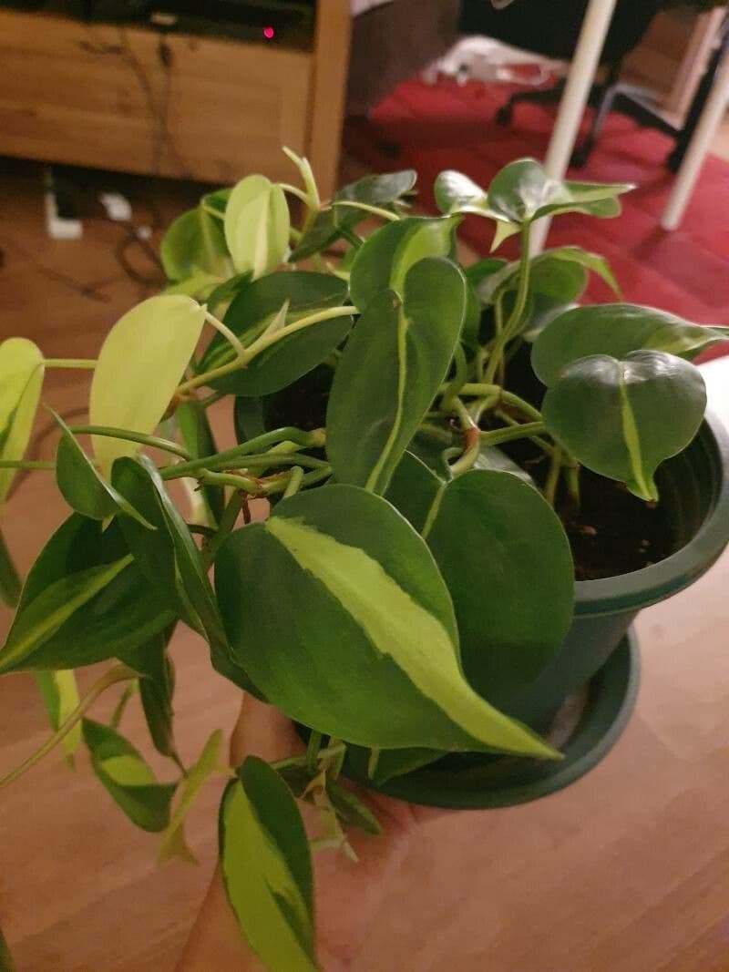 Philodendron cordiforme 4