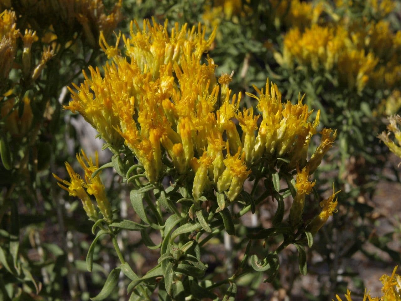 Chrysothamnus à feuilles collantes 3