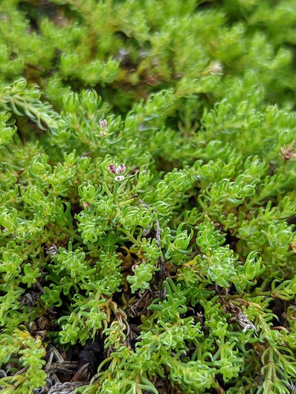 Asperula 4