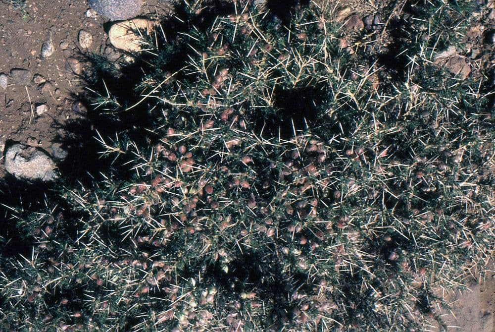 Astragalo 15
