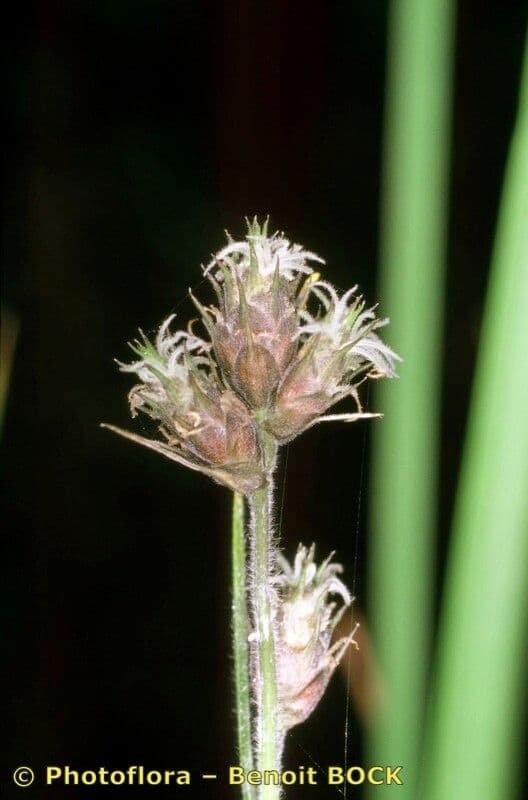Fuirena pubescens